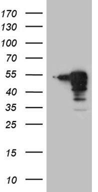 ANKRA2 Antibody