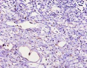 Anxa1 Antibody