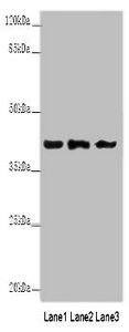 Anxa1 Antibody