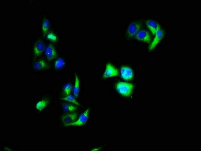ANXA1 Antibody