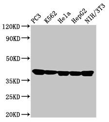 ANXA1 Antibody