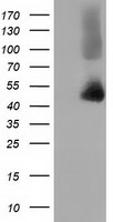 ANXA1 Antibody