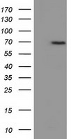 ANXA11 Antibody