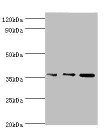 ANXA5 Antibody