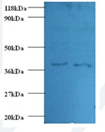 ANXA1 Antibody