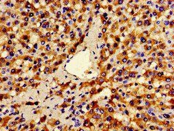 ANO1 Antibody