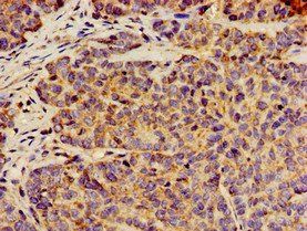 ANO1 Antibody