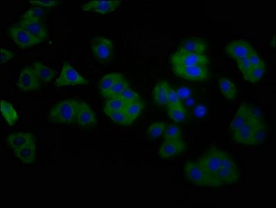 ANO2 Antibody