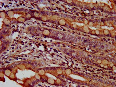 ANO2 Antibody