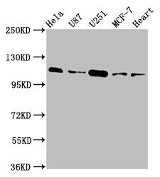 ANO2 Antibody