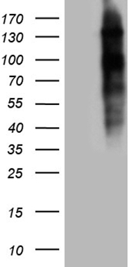 ANP32C Antibody