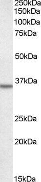 Annexin A2 Antibody