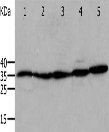 ANXA5 Antibody