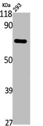 ANXA6 Antibody