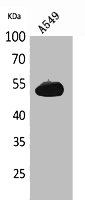 ANXA7 Antibody