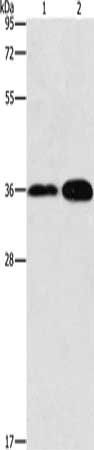 ANXA9 Antibody