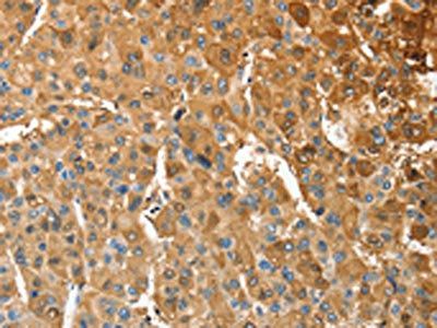 ANXA9 Antibody