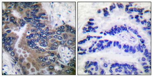 APAF-1-ALT Antibody