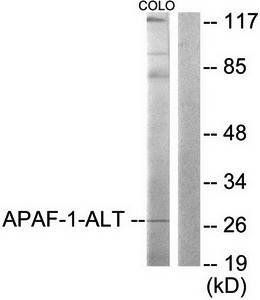 APAF-1-ALT Antibody