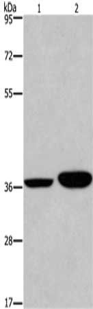 APAF1 Antibody
