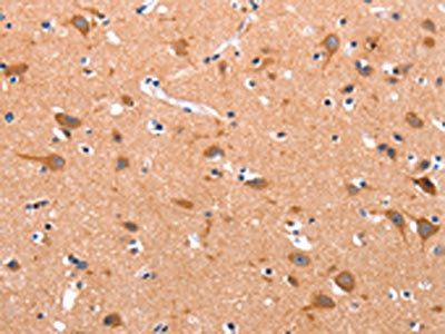 APAF1 Antibody