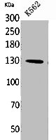 APAF1 Antibody