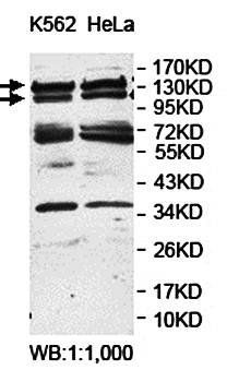 APAF1 Rabbit Polyclonal Antibody