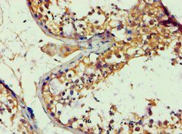APBB1 Antibody