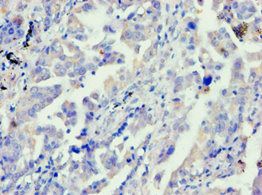 APBB1 Antibody