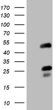 APC Antibody