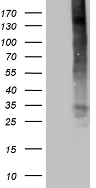 APC Antibody