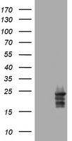 APC Antibody