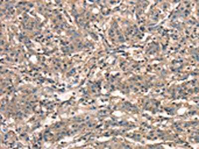 APC Antibody