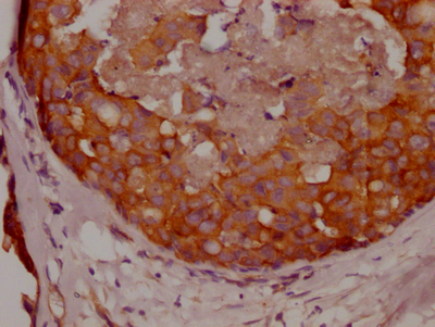 APC Antibody
