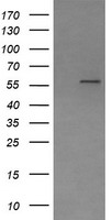 ANAPC2 Antibody