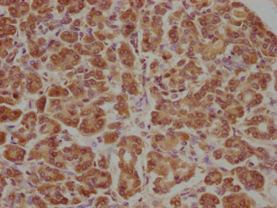 APCDD1 Antibody
