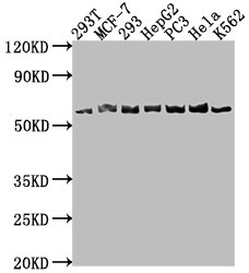 APCDD1 Antibody
