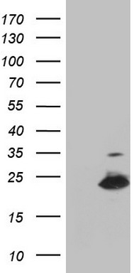 APEX1 Antibody