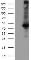 Apg3 Antibody