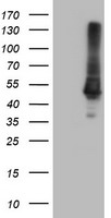 ATG3 Antibody
