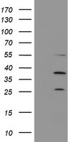 ATG3 Antibody