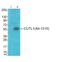 APLF Antibody