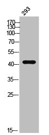 APLNR Antibody
