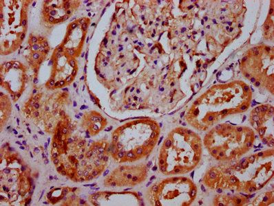 APMAP Antibody