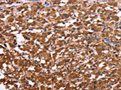 APMAP Antibody