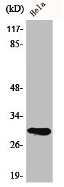 NAXE Antibody