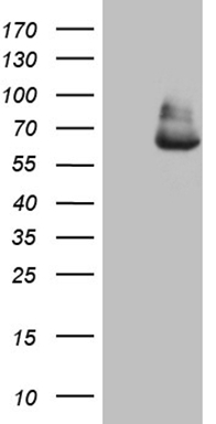 APOBR Antibody