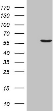 APOBR Antibody