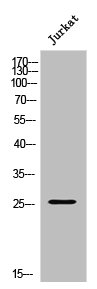 APOBEC3A Antibody