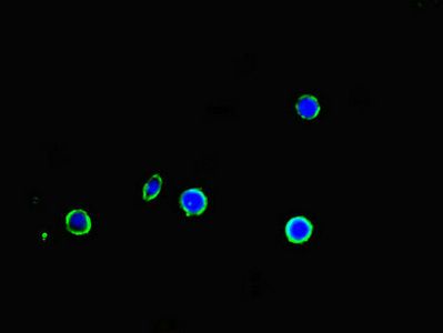 APOBEC3G Antibody